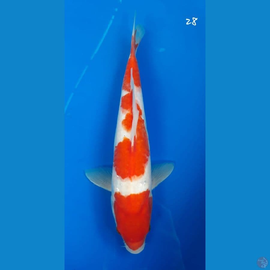 Kohaku 28cm