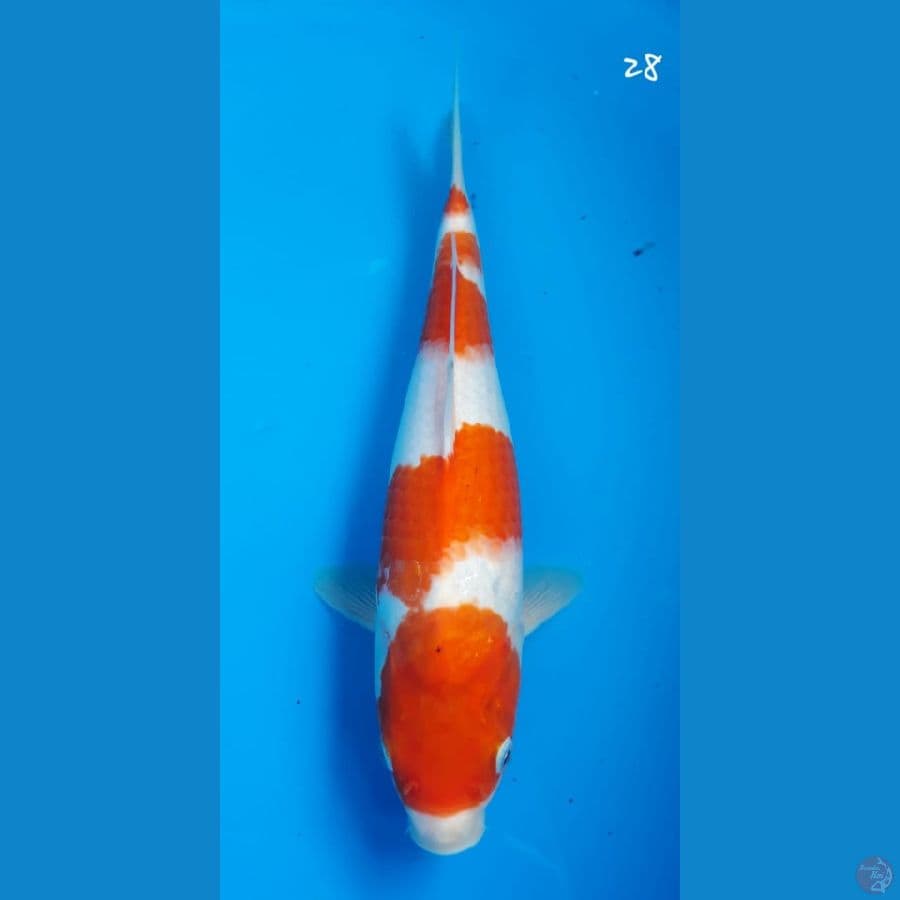 Kohaku 28cm