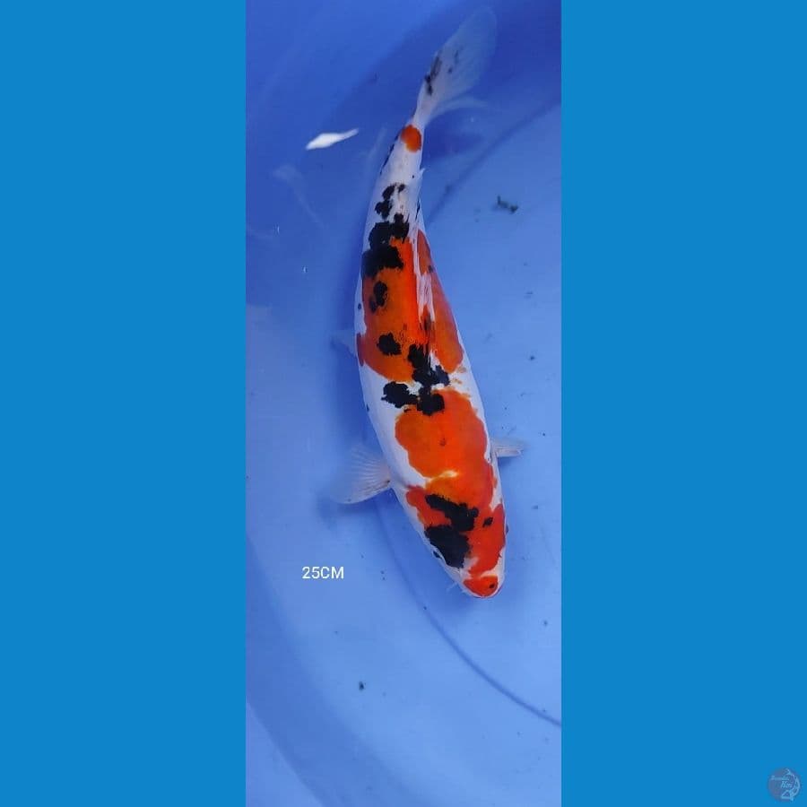 Doitsu sanke 25CM