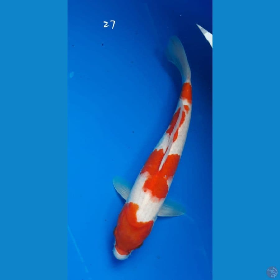 Kohaku 27cm
