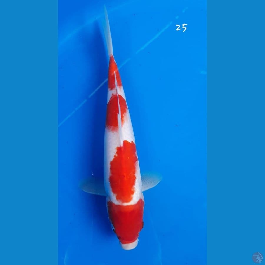 Kohaku 25cm