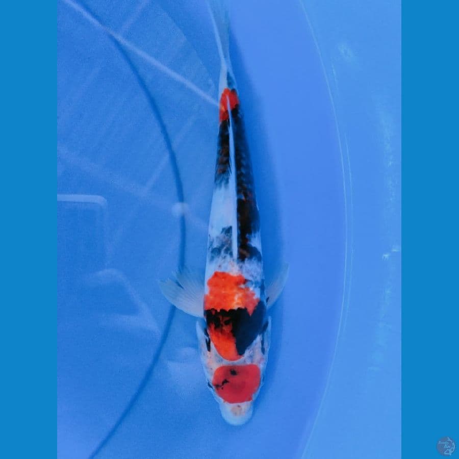 tanco showa 25cm
