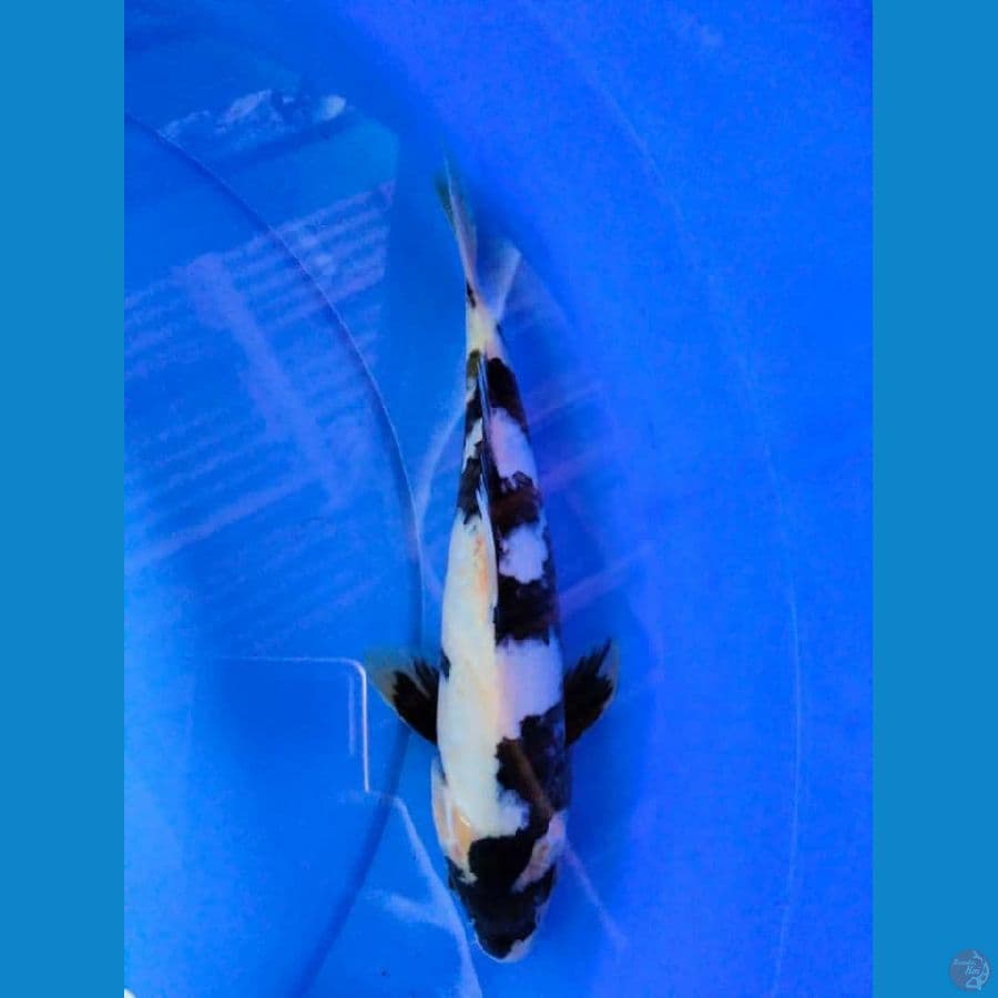 25cm