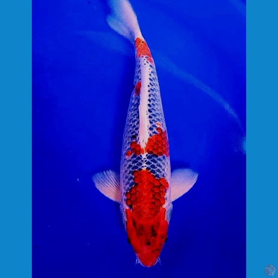 Super red goshiki male 39 cm