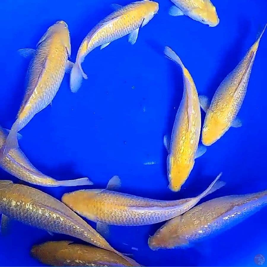 10 karashi ginrin mata merah 25-30 cm