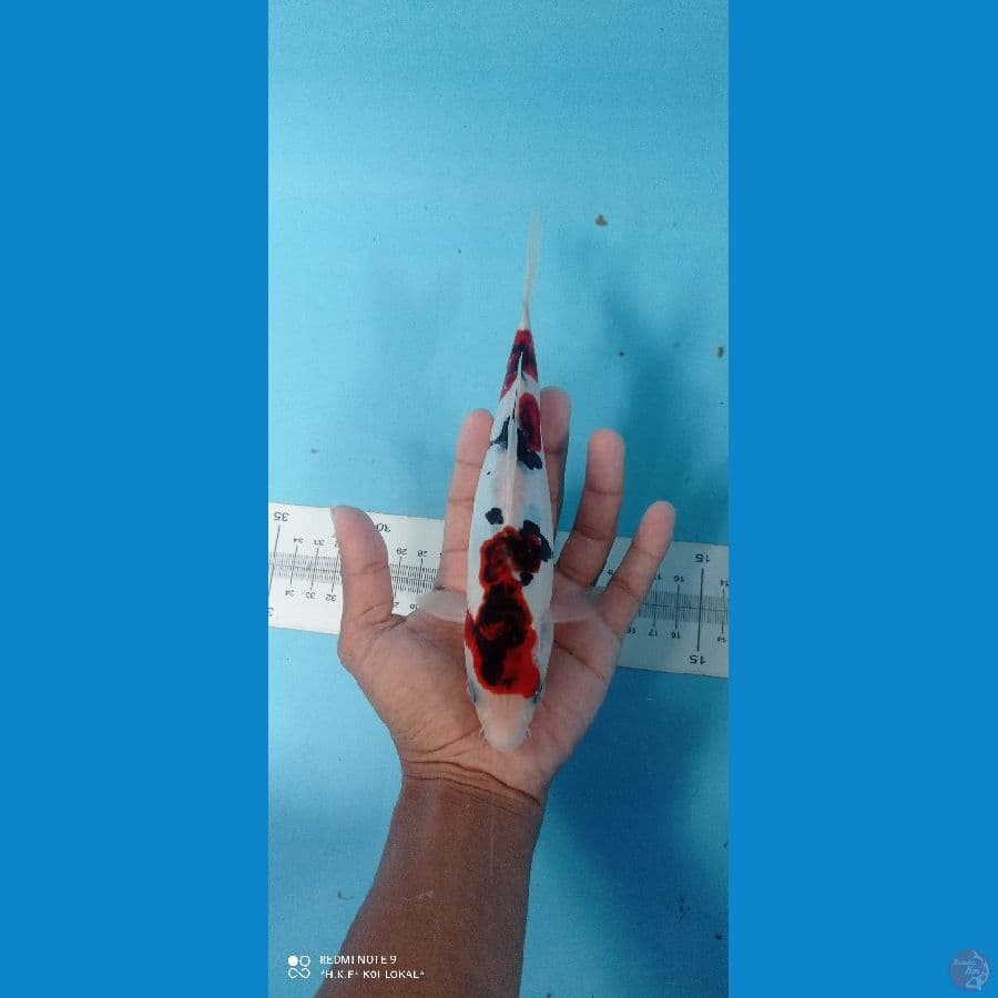 koromoshowa doitsu SQ 22 cm