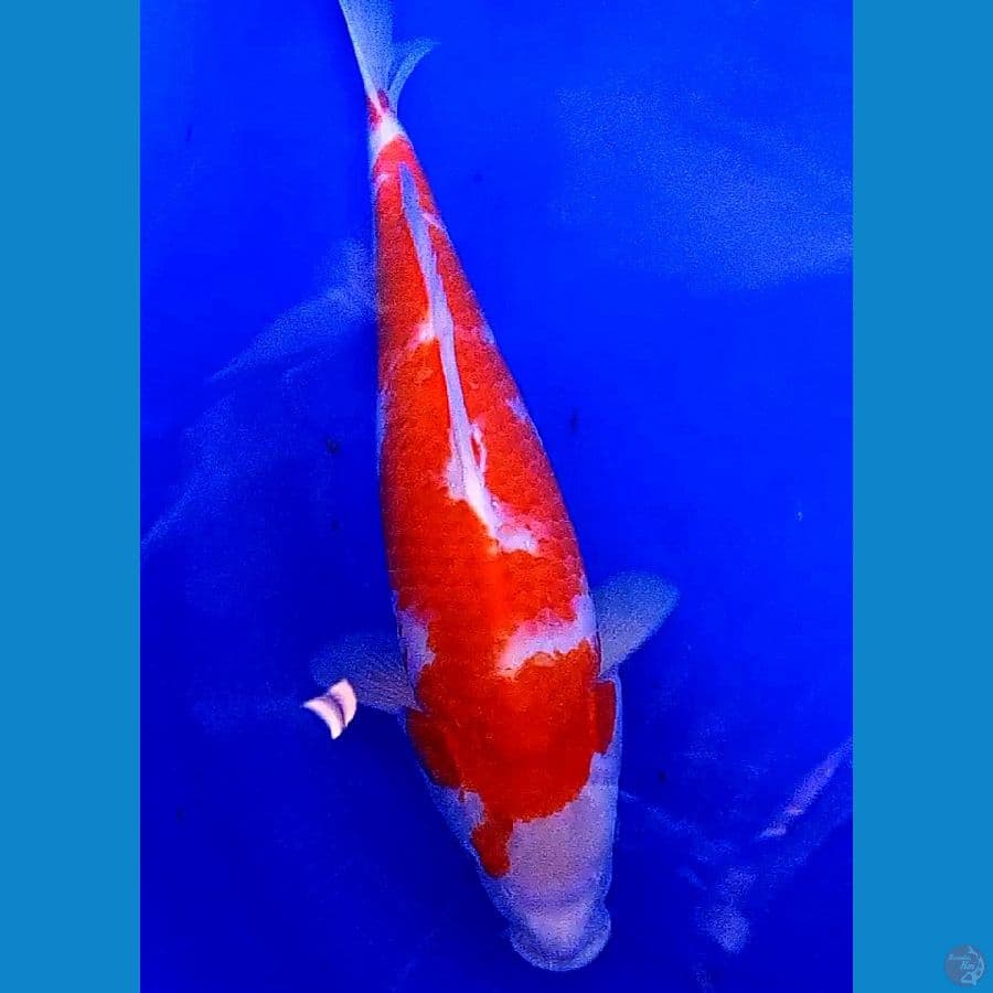 jumbo kohaku punuk 44 cm