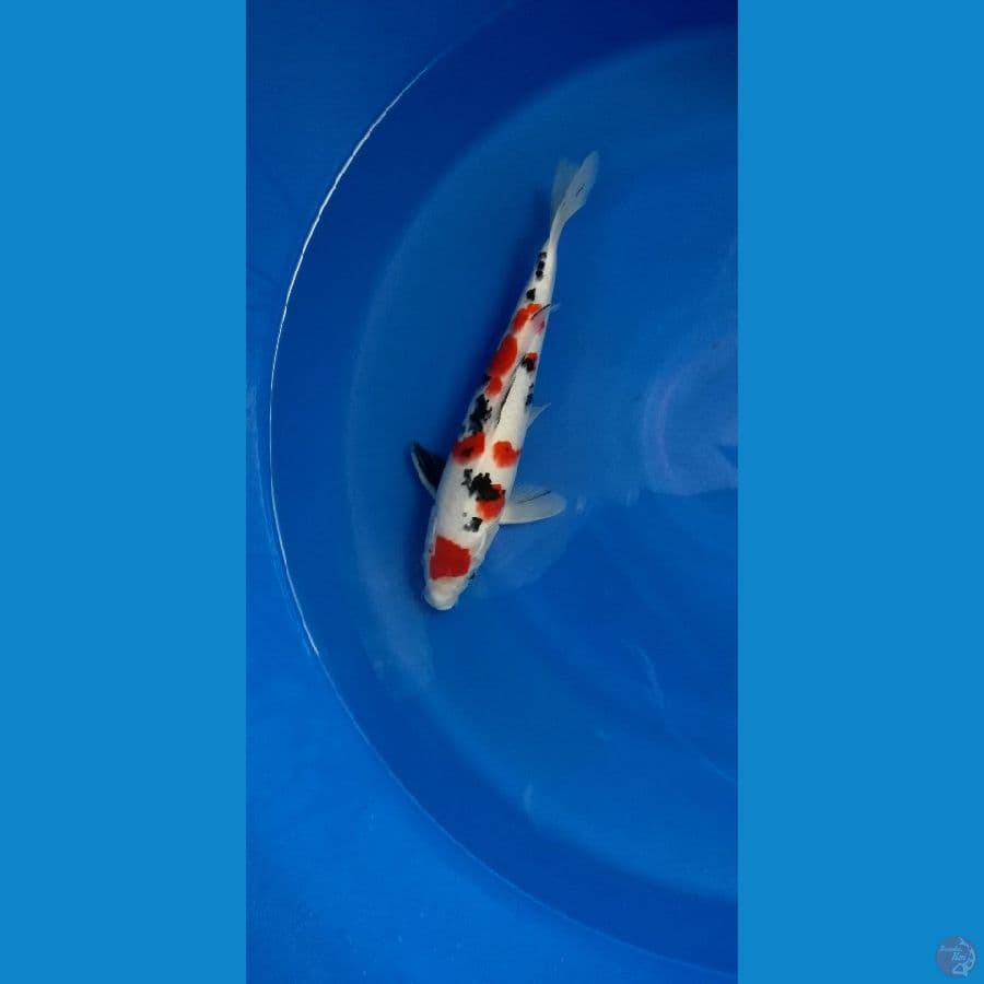 34cm Sanke