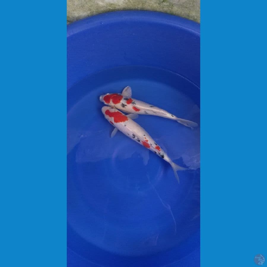 35-37cm sanke