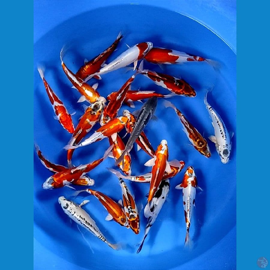 25 ekor 20-25cm