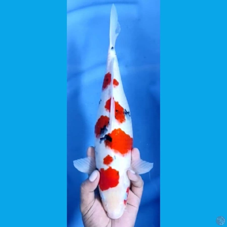 SAKURA ORIGINAL #36cm