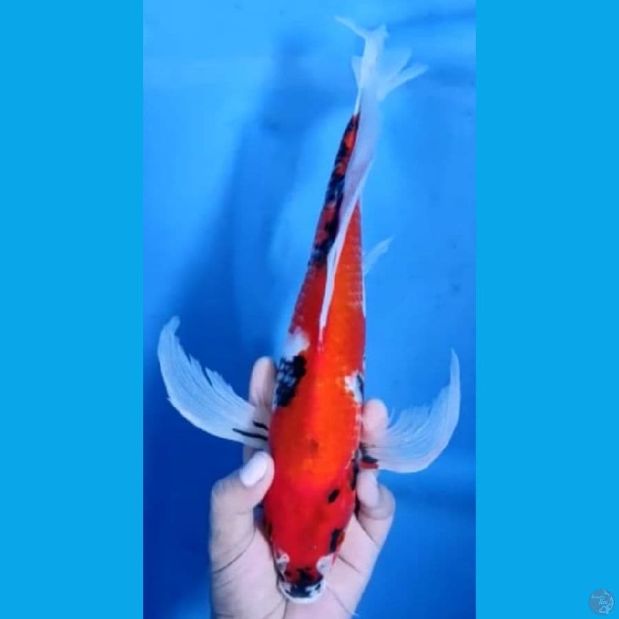 KUMPAY #38cm