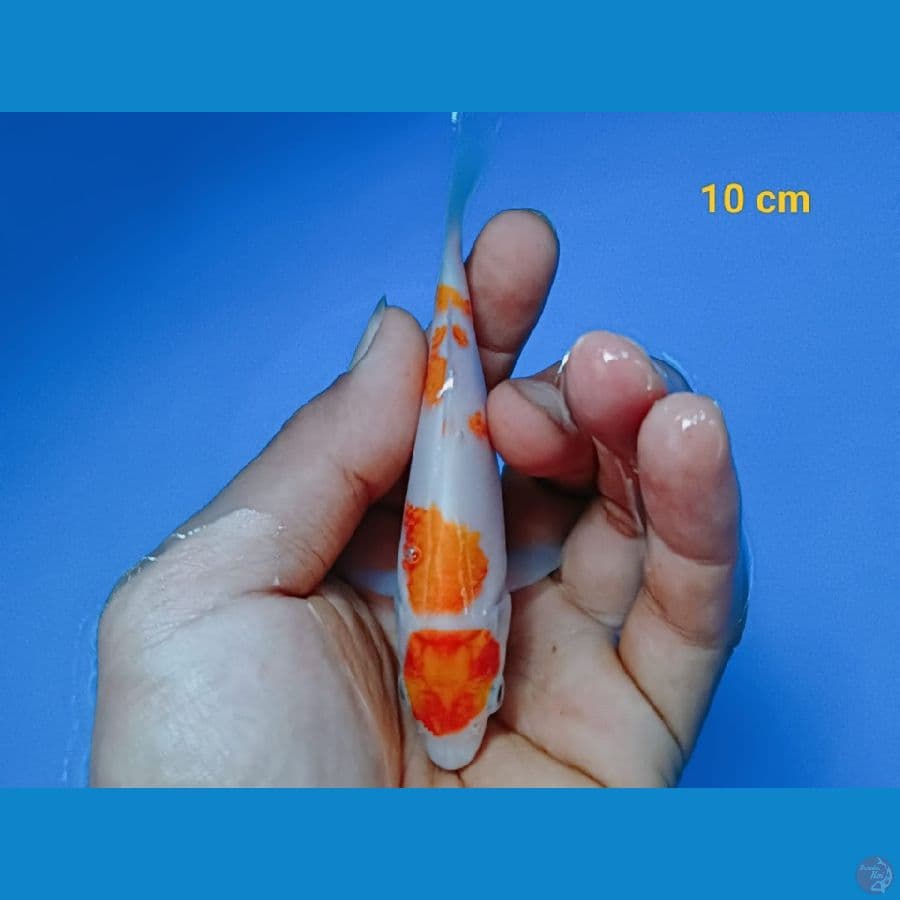 Minion Kohaku SQ 10BU