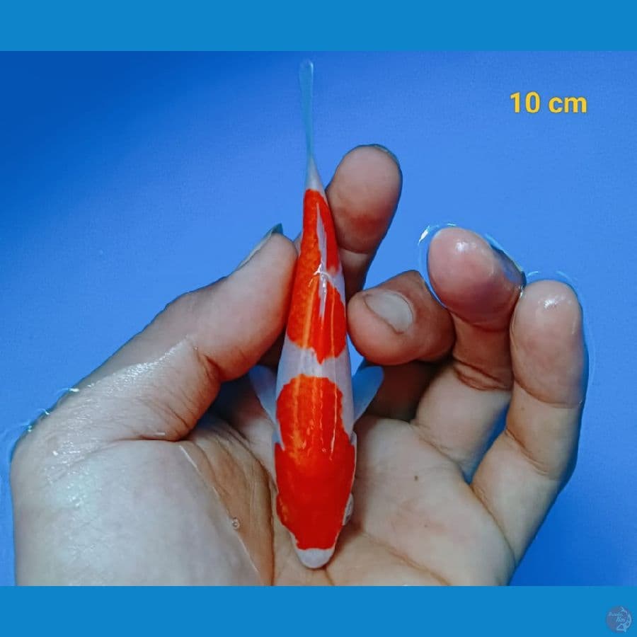 Minion Kohaku SQ 10BU