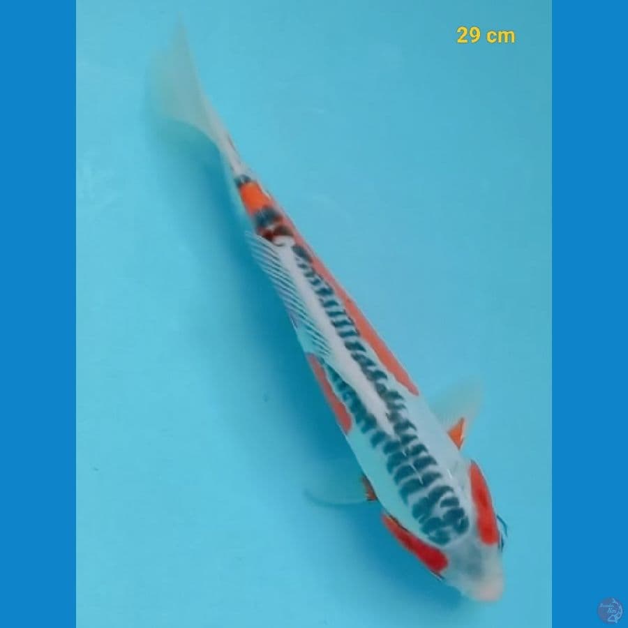SQ Shusui 29 cm