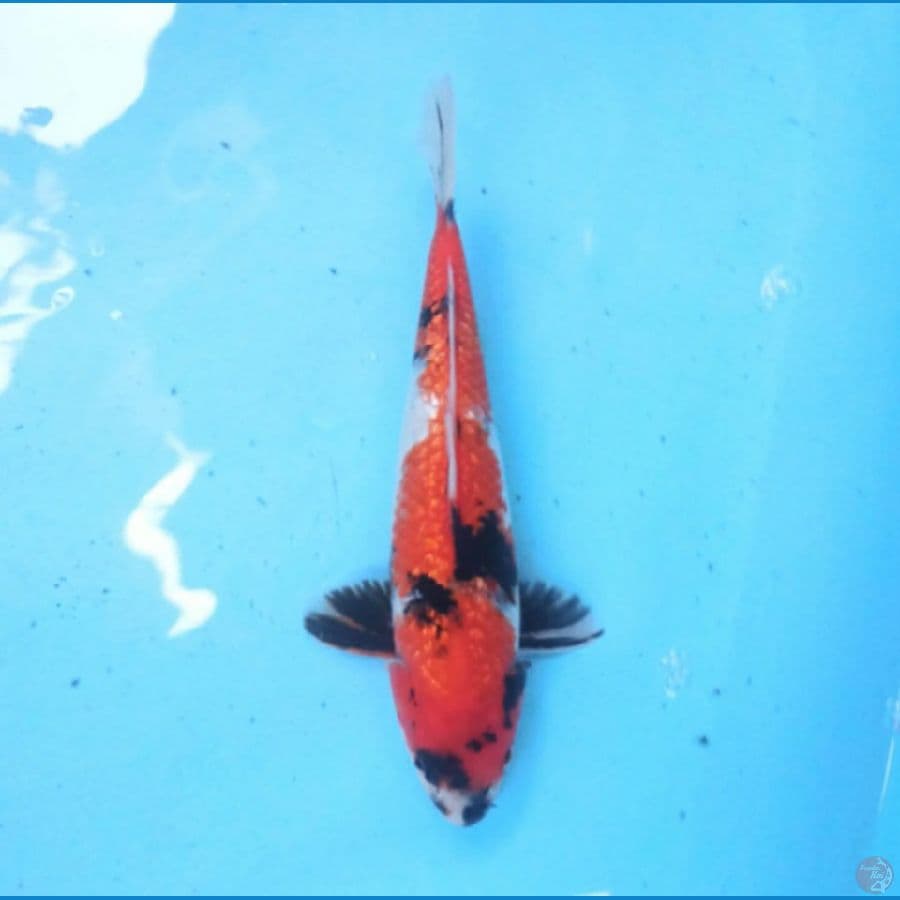 Showa Ginrin 27 cm
