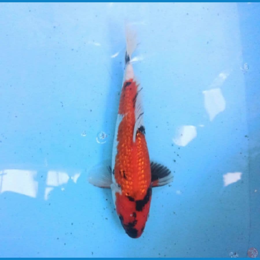 Showa Ginrin 26 cm