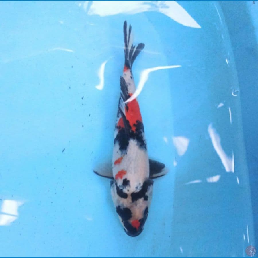Kindai Showa 23 cm