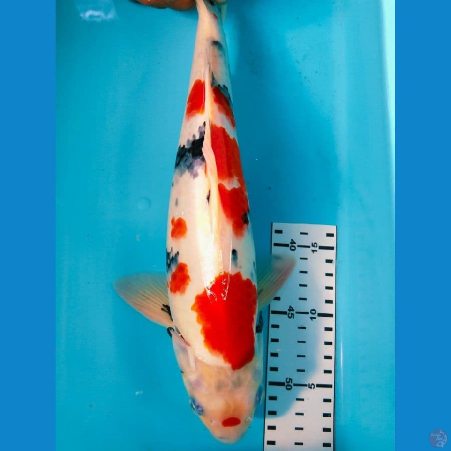 showa jantan 36cm