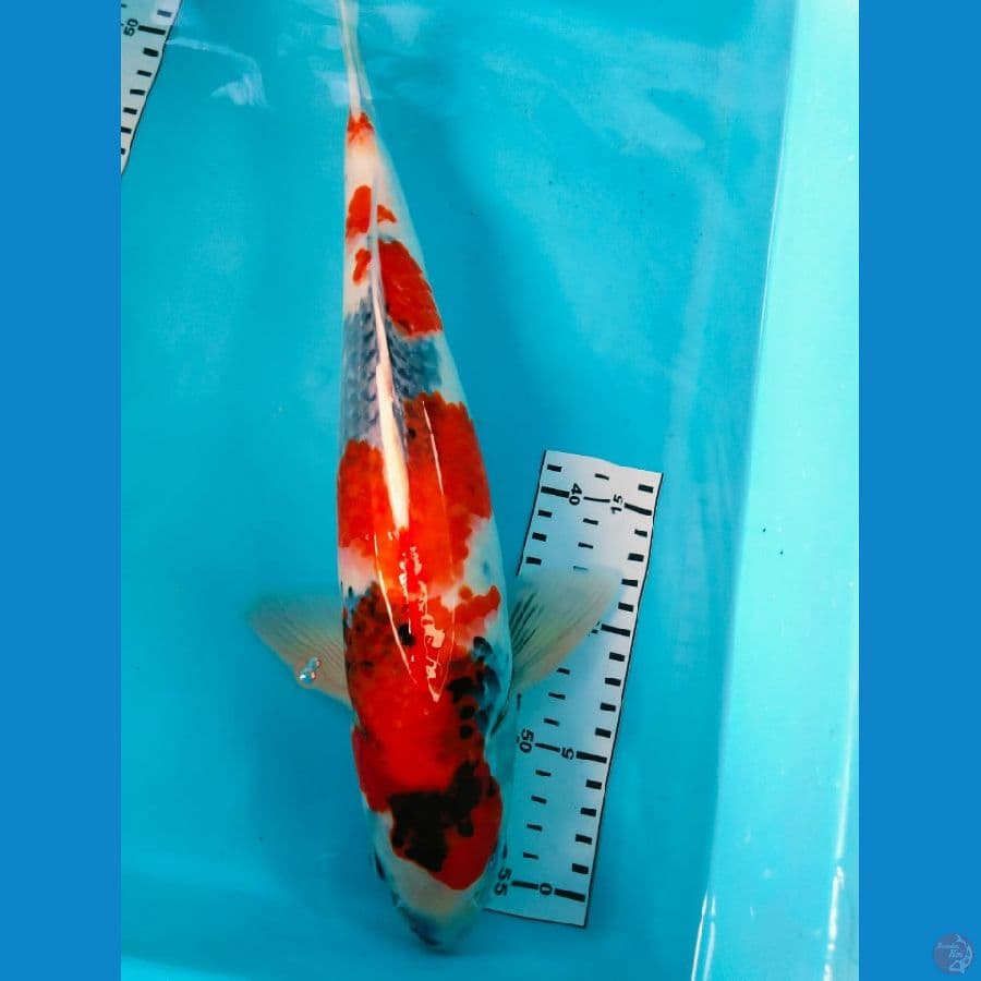 showa 39cm