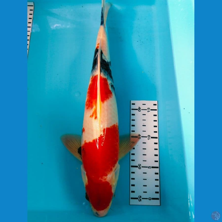 showa jantan 39cm