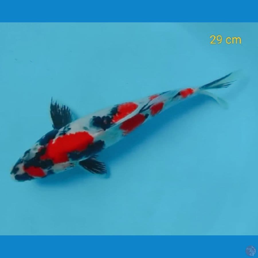 SQ showa kindai male 29 cm