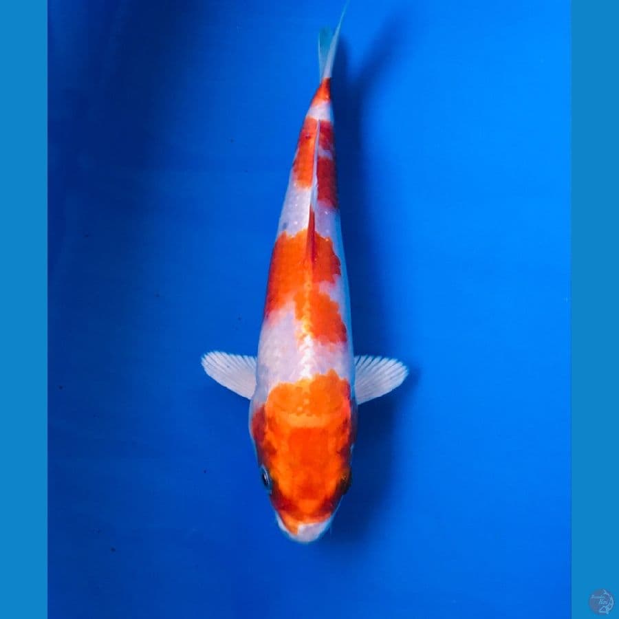 sakura ogon 20cm