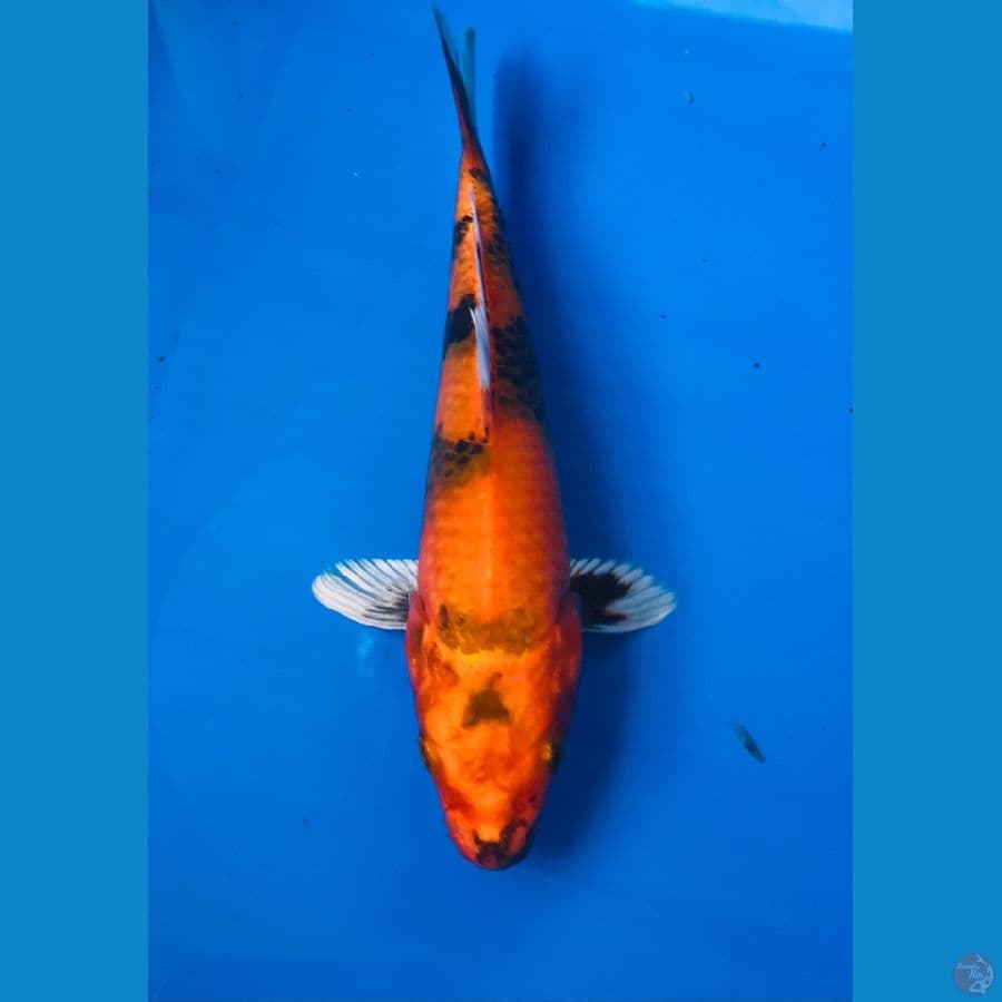 hikari utsurimono 20cm