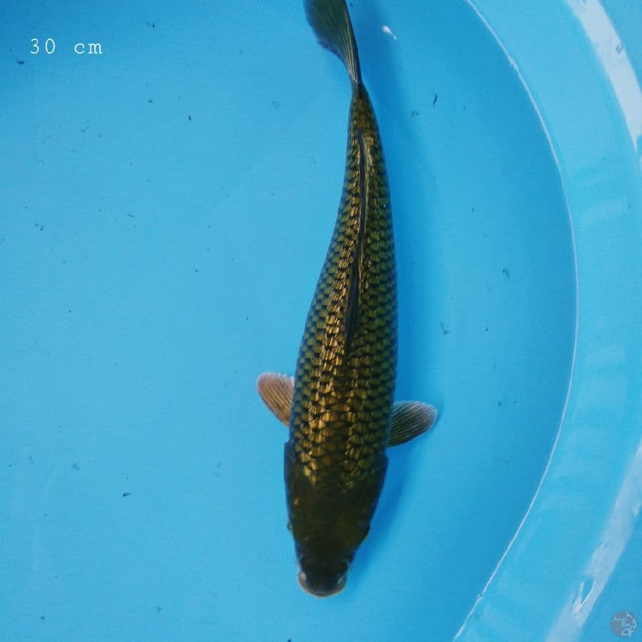 Cagoi ginrin 30 cm