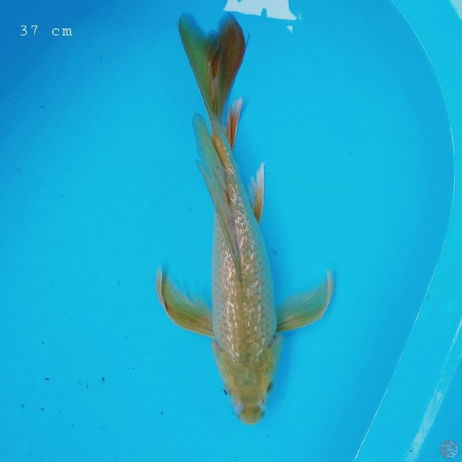 kumpai ginrin 37 cm