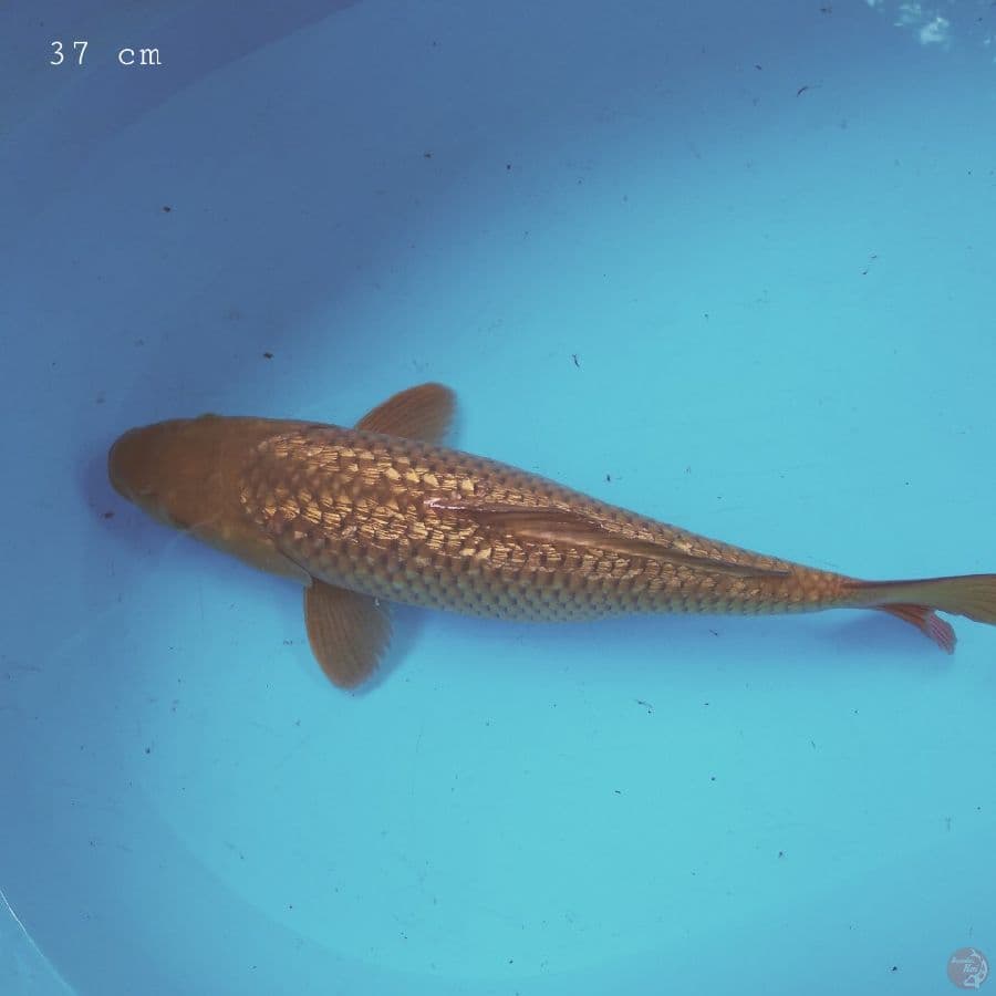 Cagoi ginrin 37 cm