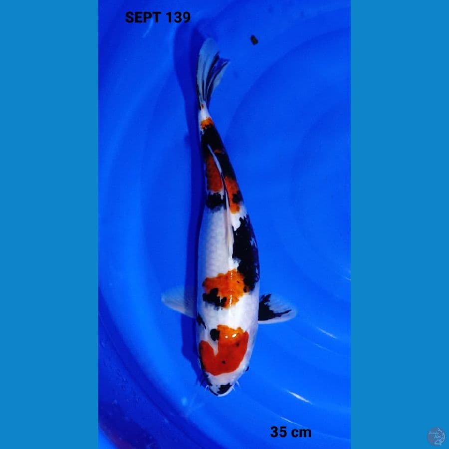 showa hq 35 cm