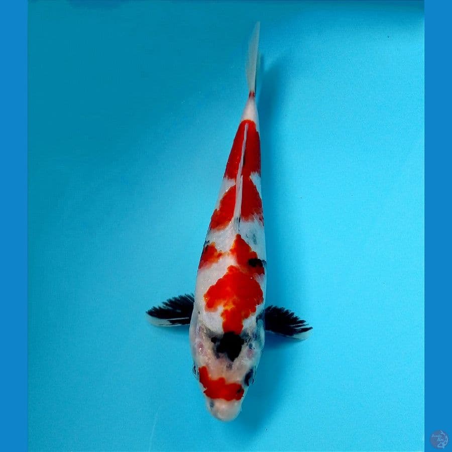 showa 22 cm