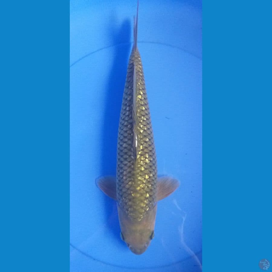 Midori Ginrin 35cm/Unknown