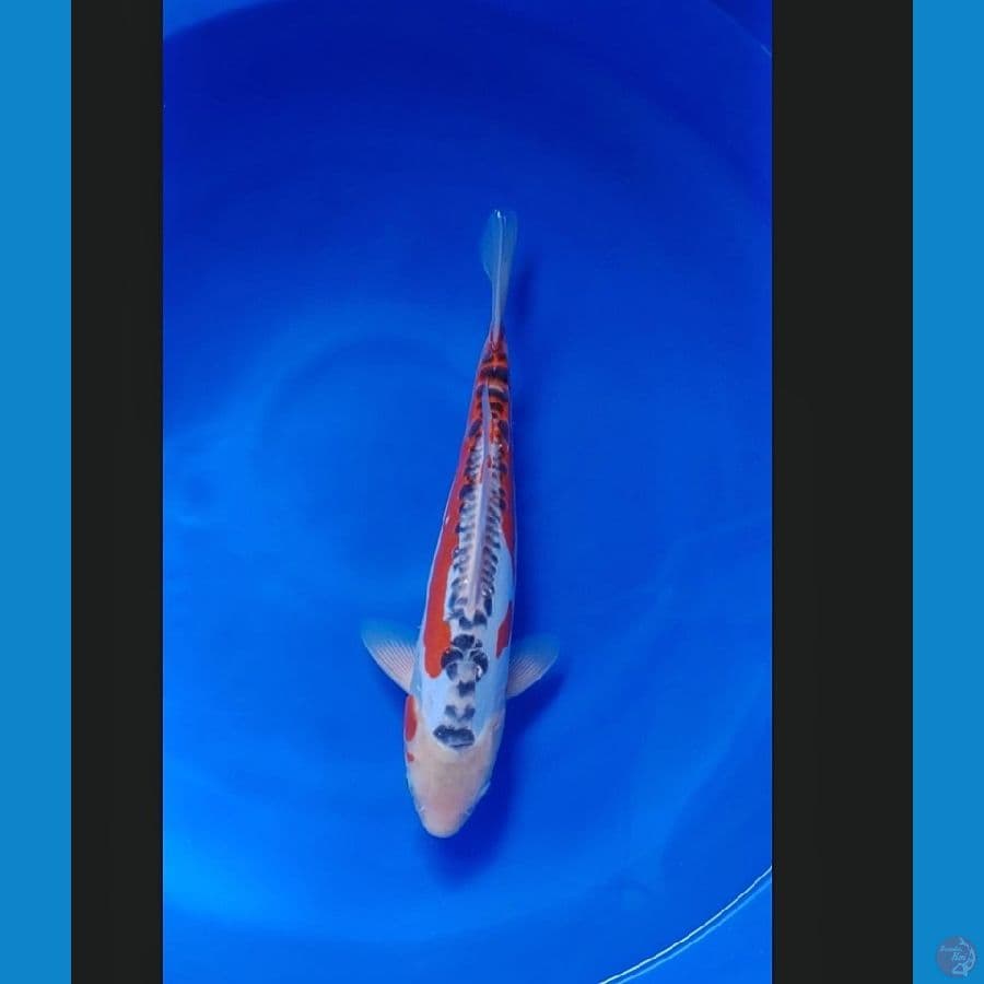 Koi Import Jepang Shusui 38cm (Sertifikat Yamaju) SQ