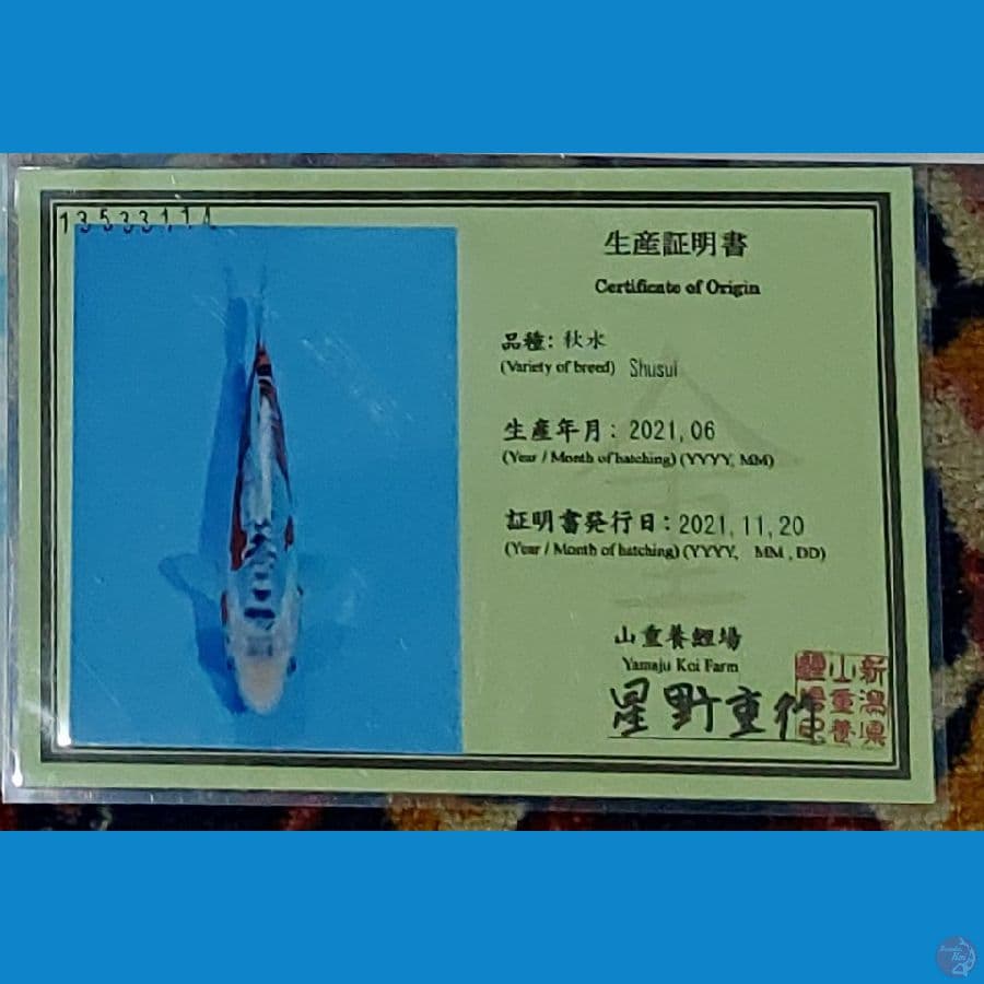 Koi Import Jepang Shusui 38cm (Sertifikat Yamaju) SQ