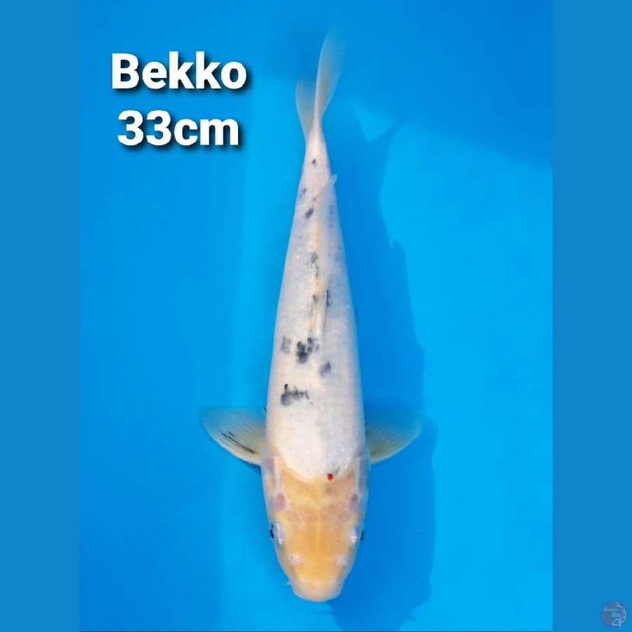 BEKKO 33CM