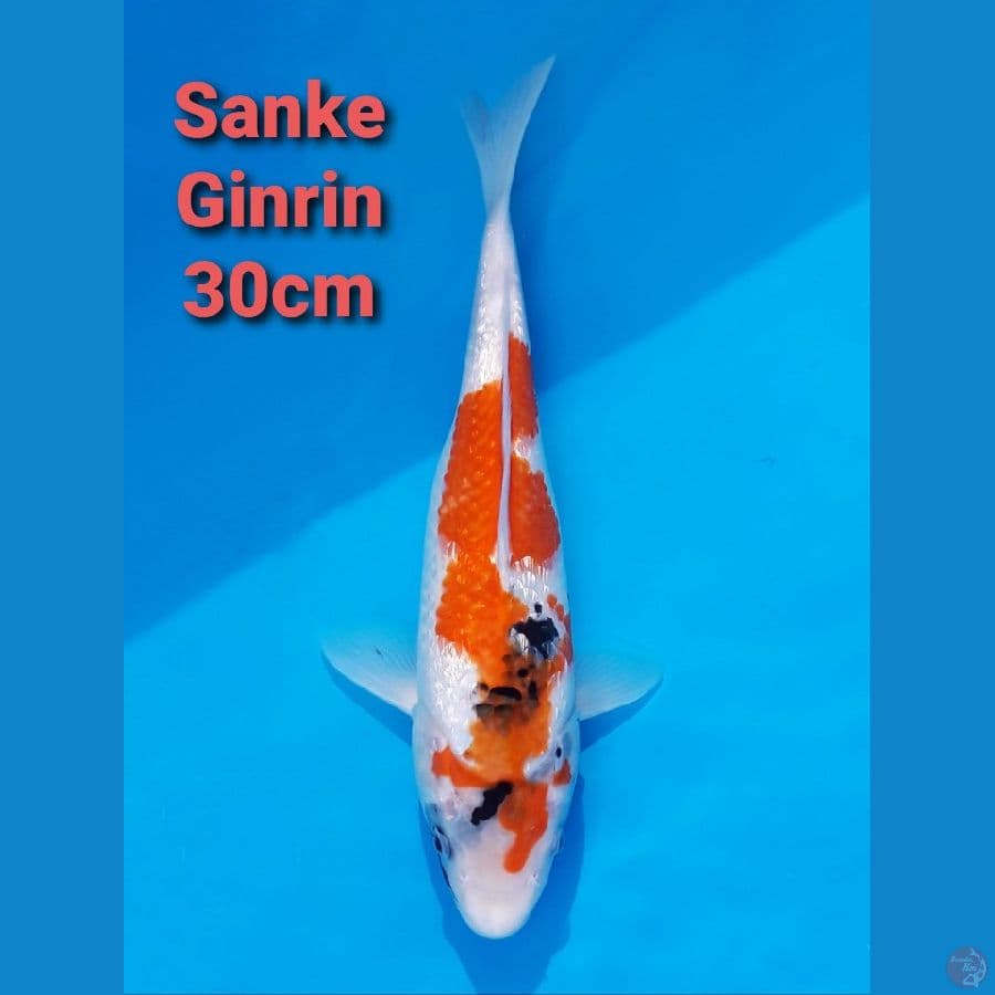 SANKE GINRIN 30CM