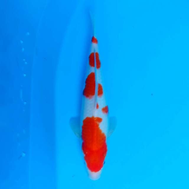 Kohaku