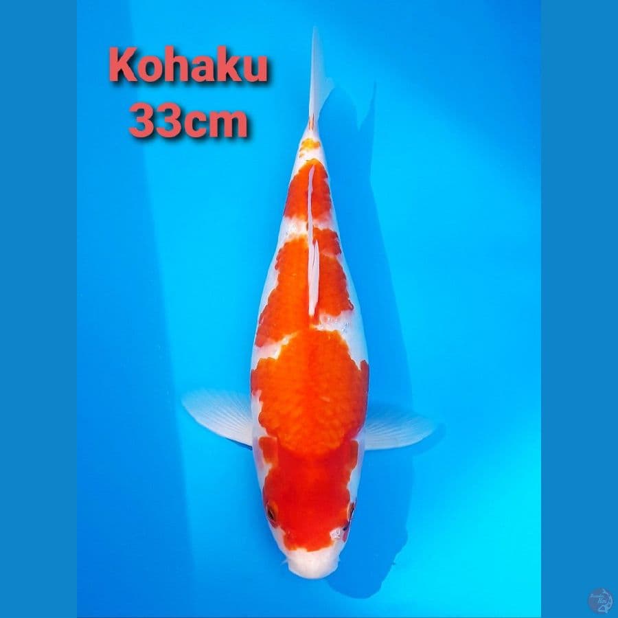 KOHAKU 33CM