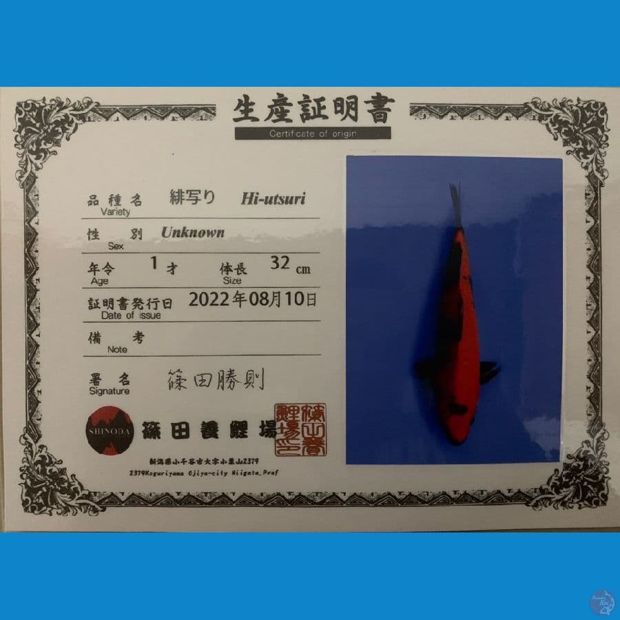 hiutsuri SHINODA 32cm