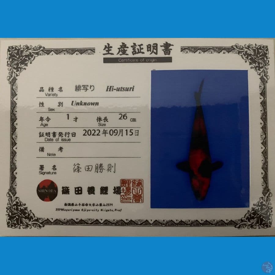 Hiutsuri SHINODA 26CM