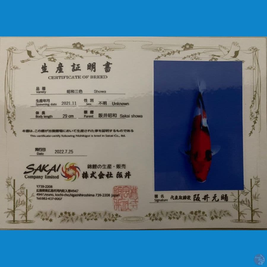 showa SAKAI 29cm
