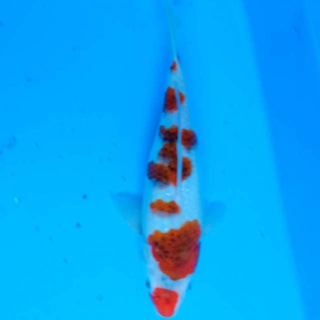 Budo Goromo