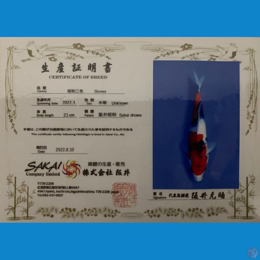 showa SAKAI 23cm