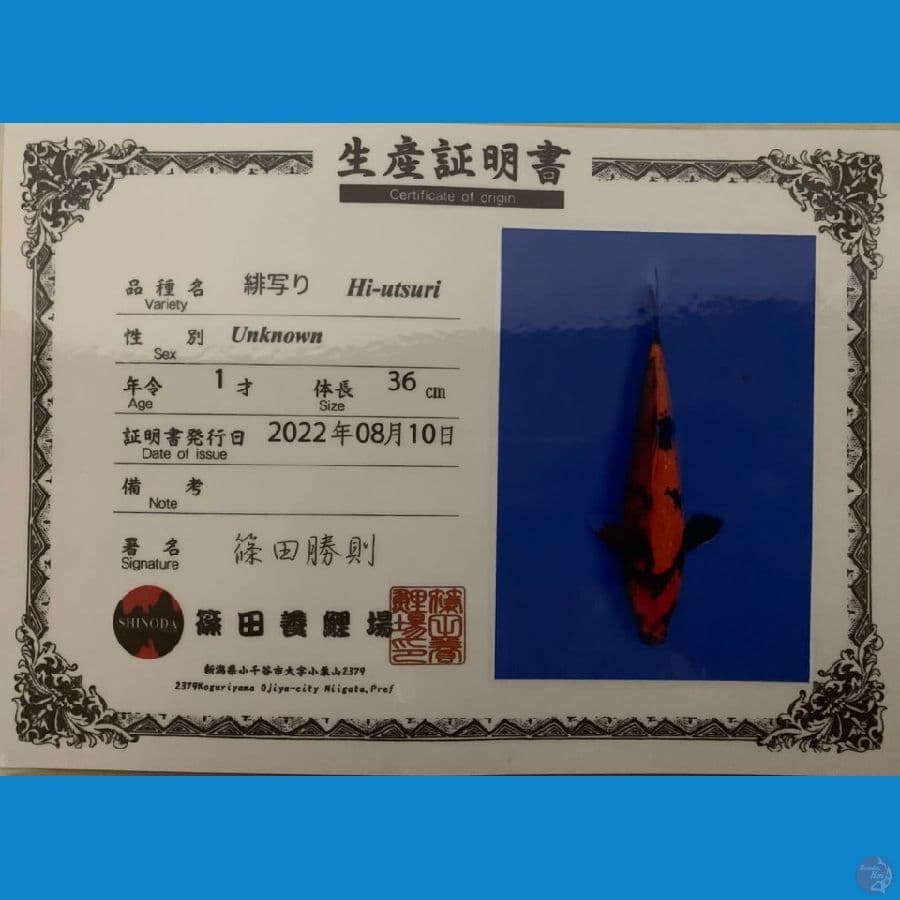 hiutsuri SHINODA 36cm