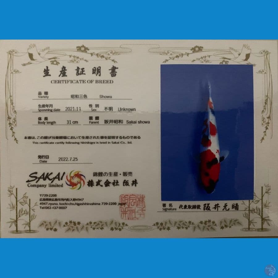 showa SAKAI 31cm