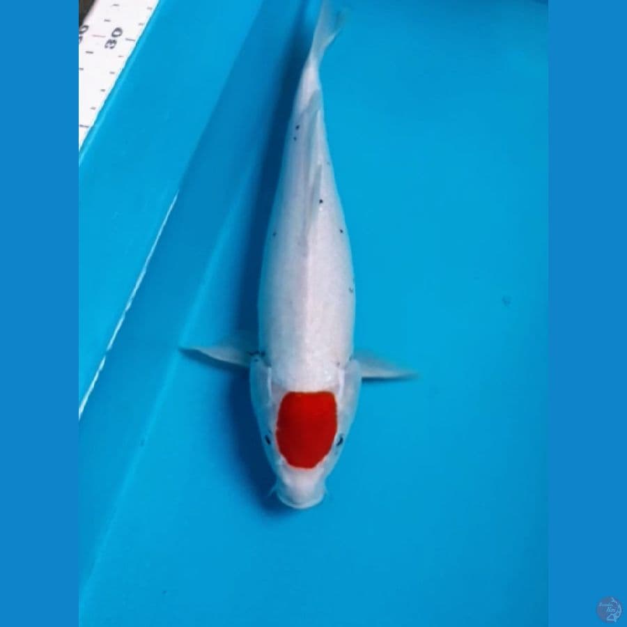 ORIGINAL TANCHO BENIMATSUKAWABAKE F37 cm