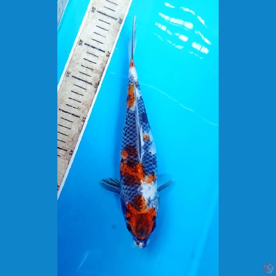 showa goshiki 28cm