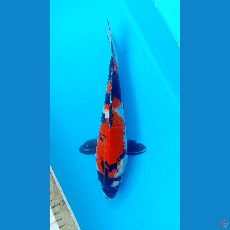 showa 24cm